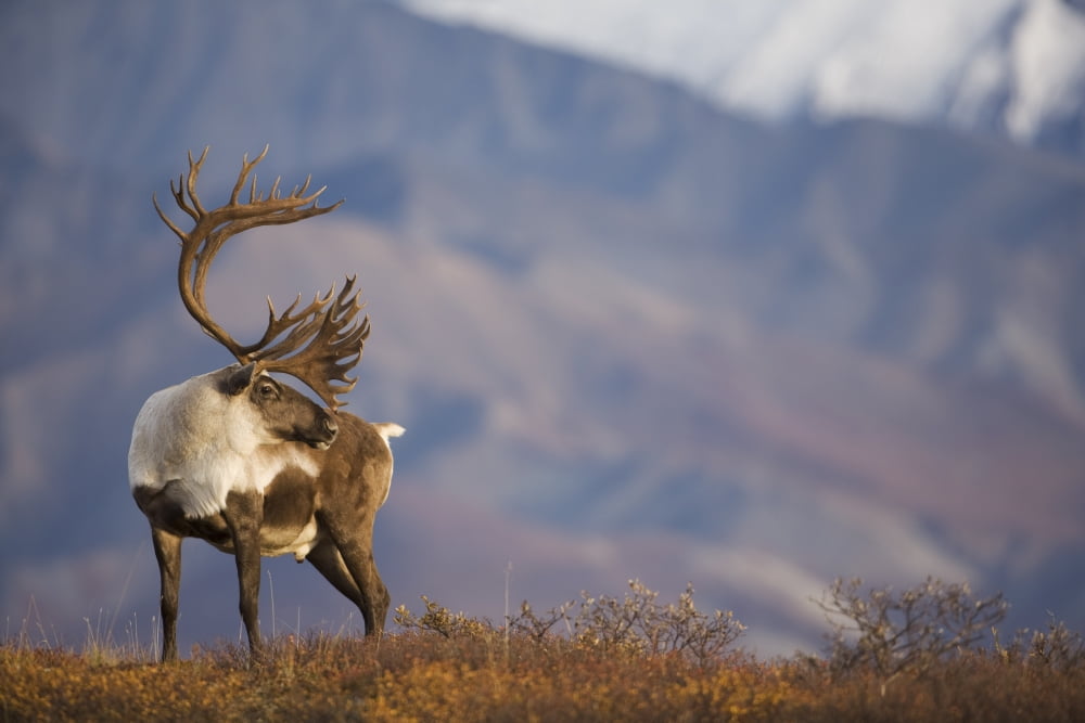Bull Caribou On Autumn Tundra In Denali National Park Interior Alaska Canvas Art - Milo Burcham Design Pics (17 x 11)