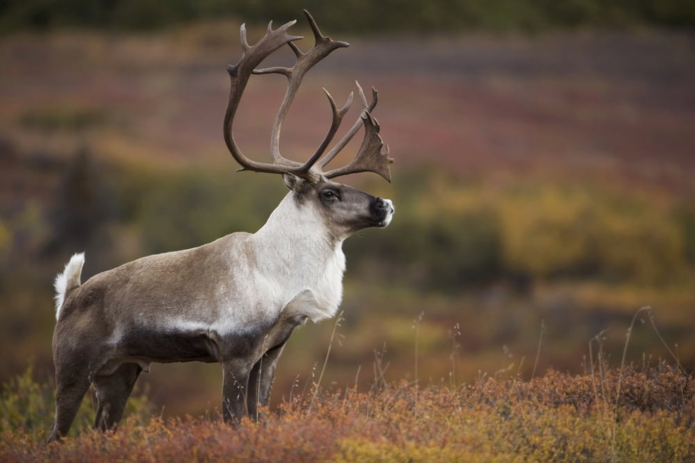 Bull Caribou On Autumn Tundra In Denali National Park Interior Alaska Canvas Art - Milo Burcham Design Pics (34 x 22)