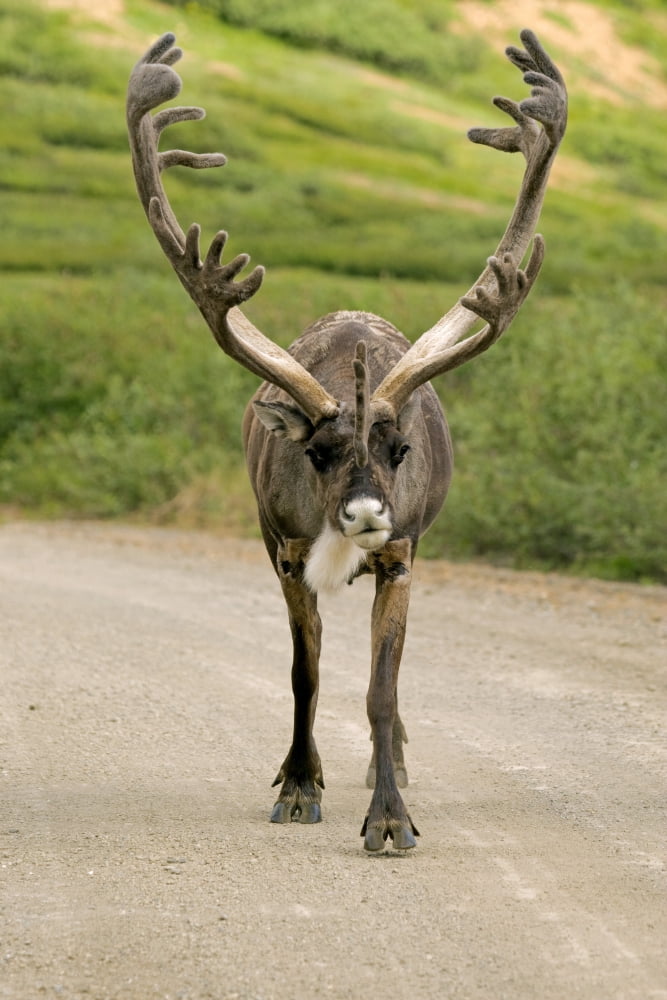 Bull Caribou Running Down The Middle Of The Park Road In Denali National Park Alaska Canvas Art - Ronald Phillips Design Pics (11 x 17)