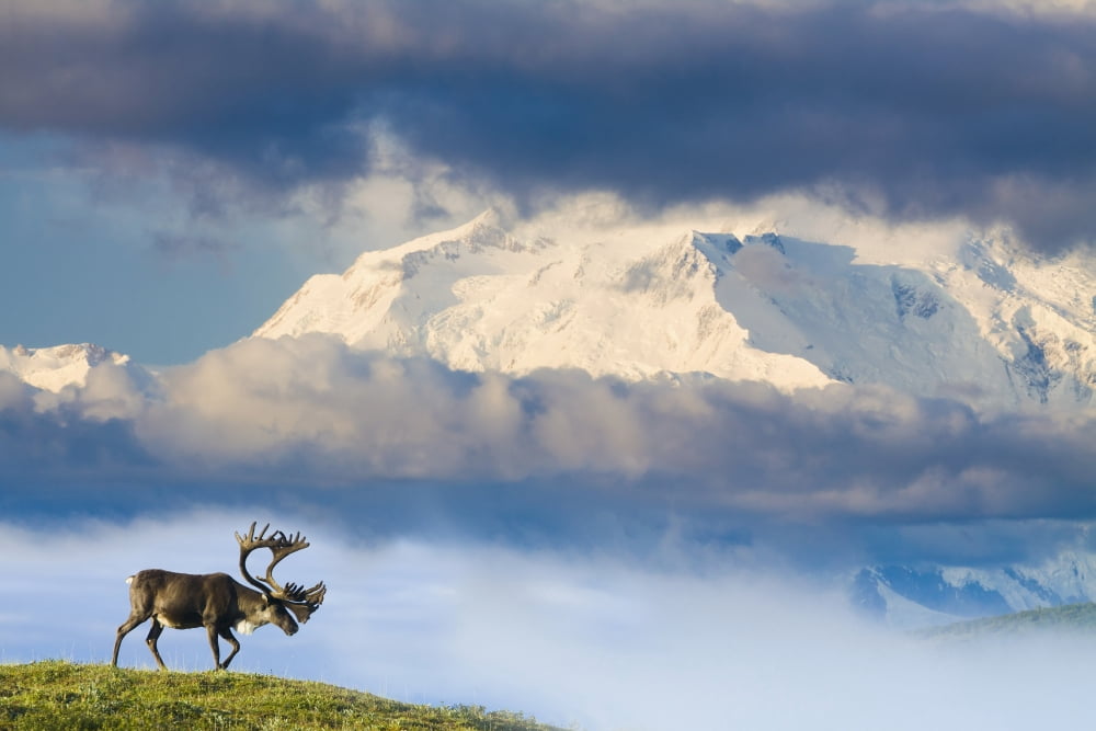 Bull Caribou Walks On Tundra Ridgeline Below Mt Mckinley On A Foggy Morning Denali National Park Interior Alaska Summer CompositeN Canvas Art - Michael DeYoung Design Pics (38 x 24)