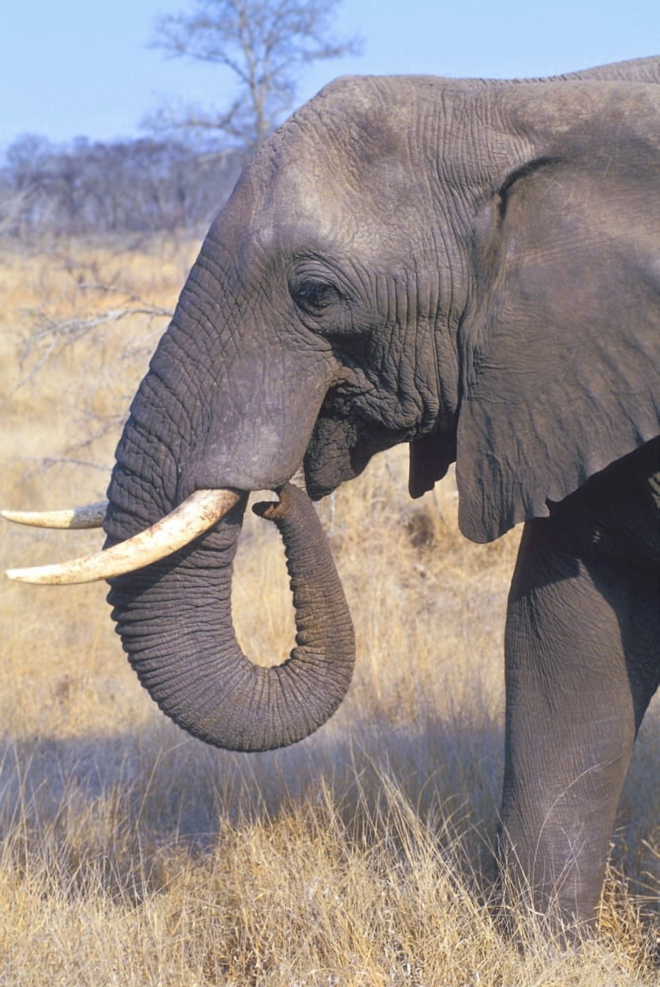 Bull Elephant Canvas Art - John Pitcher Design Pics (22 x 34)