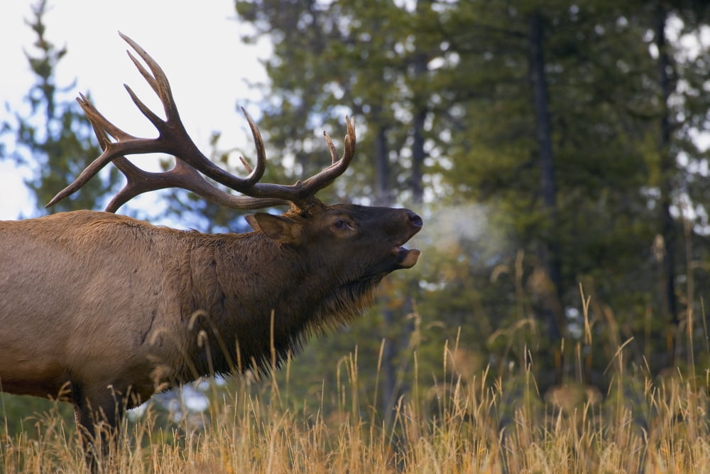 Bull Elk Bugling Jasper National Park Alberta Canada Canvas Art - Carson Ganci Design Pics (17 x 11)