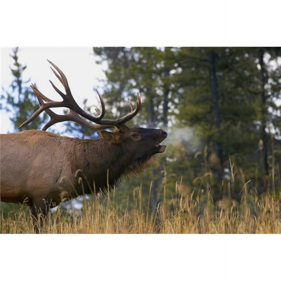 Bull Elk Bugling; Jasper National Park Alberta Canada Poster Print