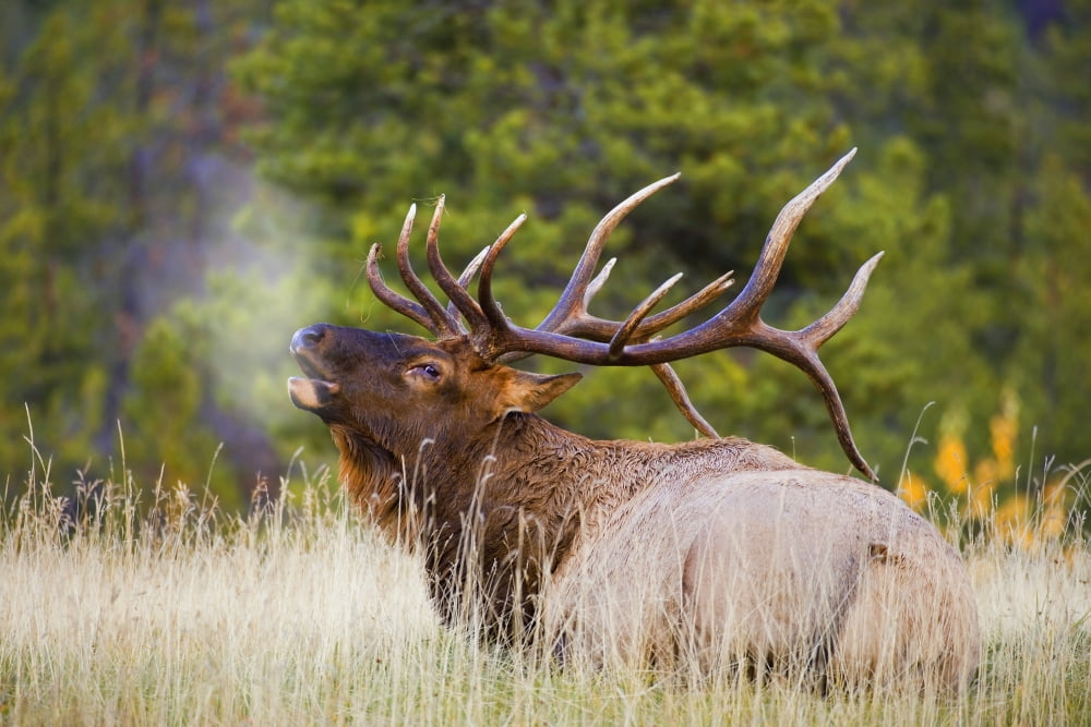 Bull Elk Canvas Art - Carson Ganci Design Pics (17 x 11)