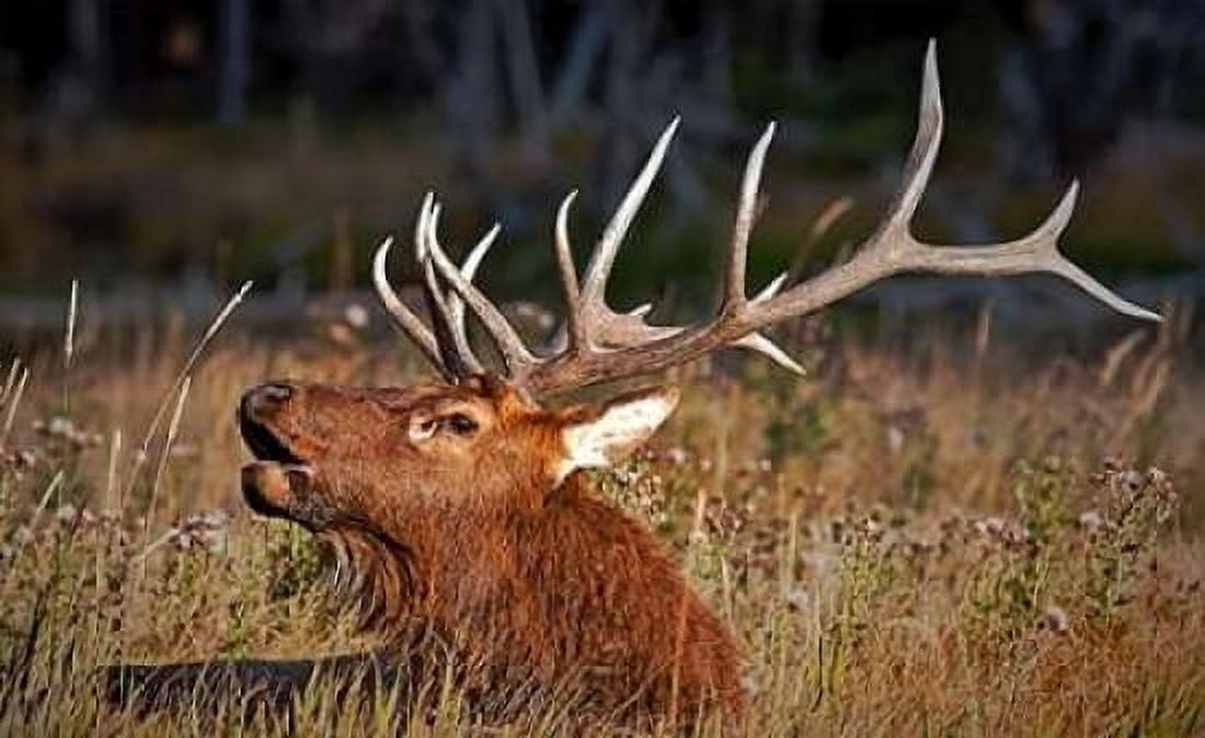 Bull Elk Canvas Art - John Stalowy (12 x 18)