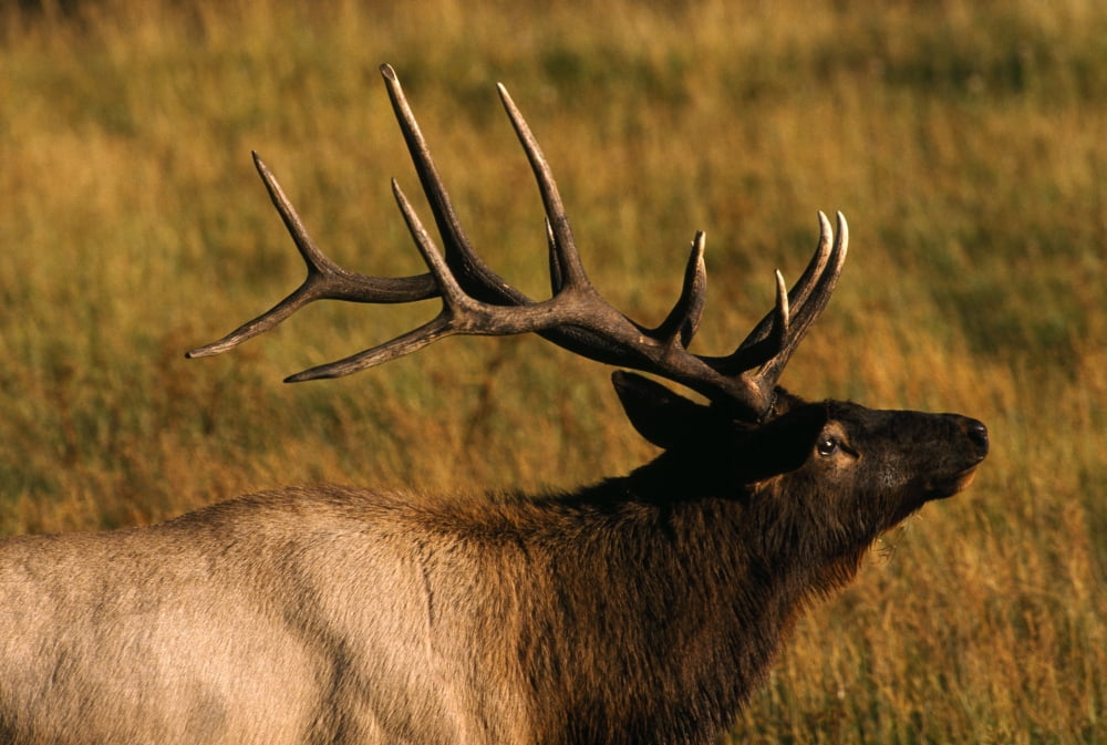 Bull Elk Canvas Art - Natural Selection David Ponton Design Pics (18 x 12)