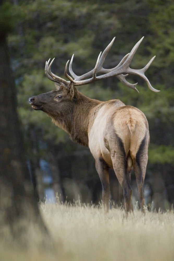 Bull Elk (Cervus Elaphus) Jasper National Park Alberta Canvas Art - Rebecca Grambo Design Pics (24 x 36)