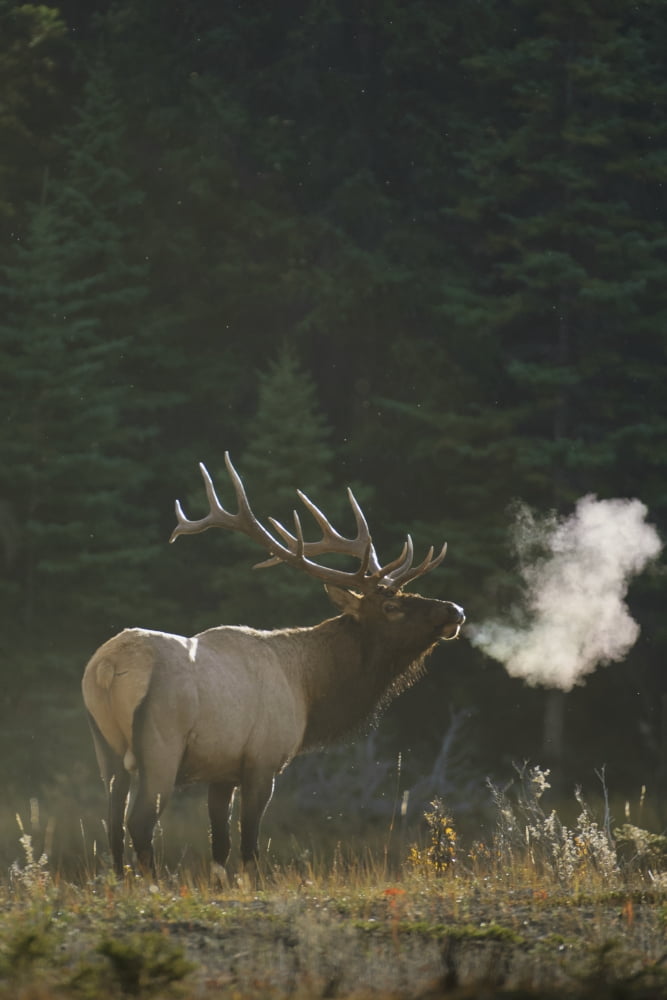 Bull Elk (Cervus elaphus) breathes mist in chilly autumn morning air Jasper National Park Alberta Canada Canvas Art - Rebecca Grambo Design Pics (12 x 19)