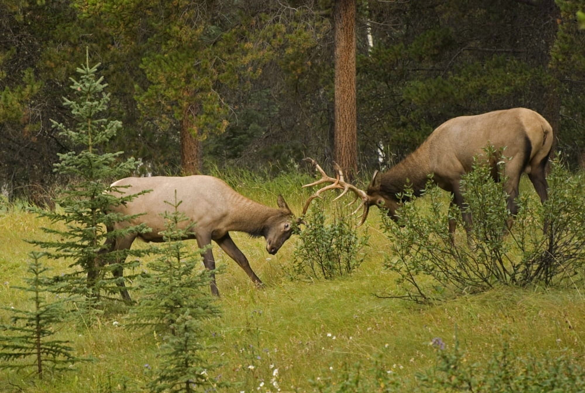 Bull Elk Fighting Banff National Park Banff Alberta Canada Canvas Art - Philippe Widling Design Pics (34 x 22)