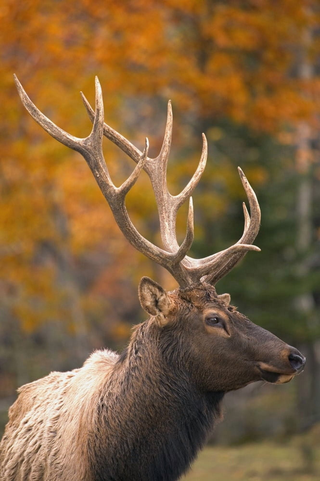Bull Elk Jasper National Park Alberta Canada Canvas Art - Carson Ganci Design Pics (11 x 17)