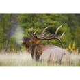 thumbnail image 1 of Bull Elk Poster Print, 1 of 2