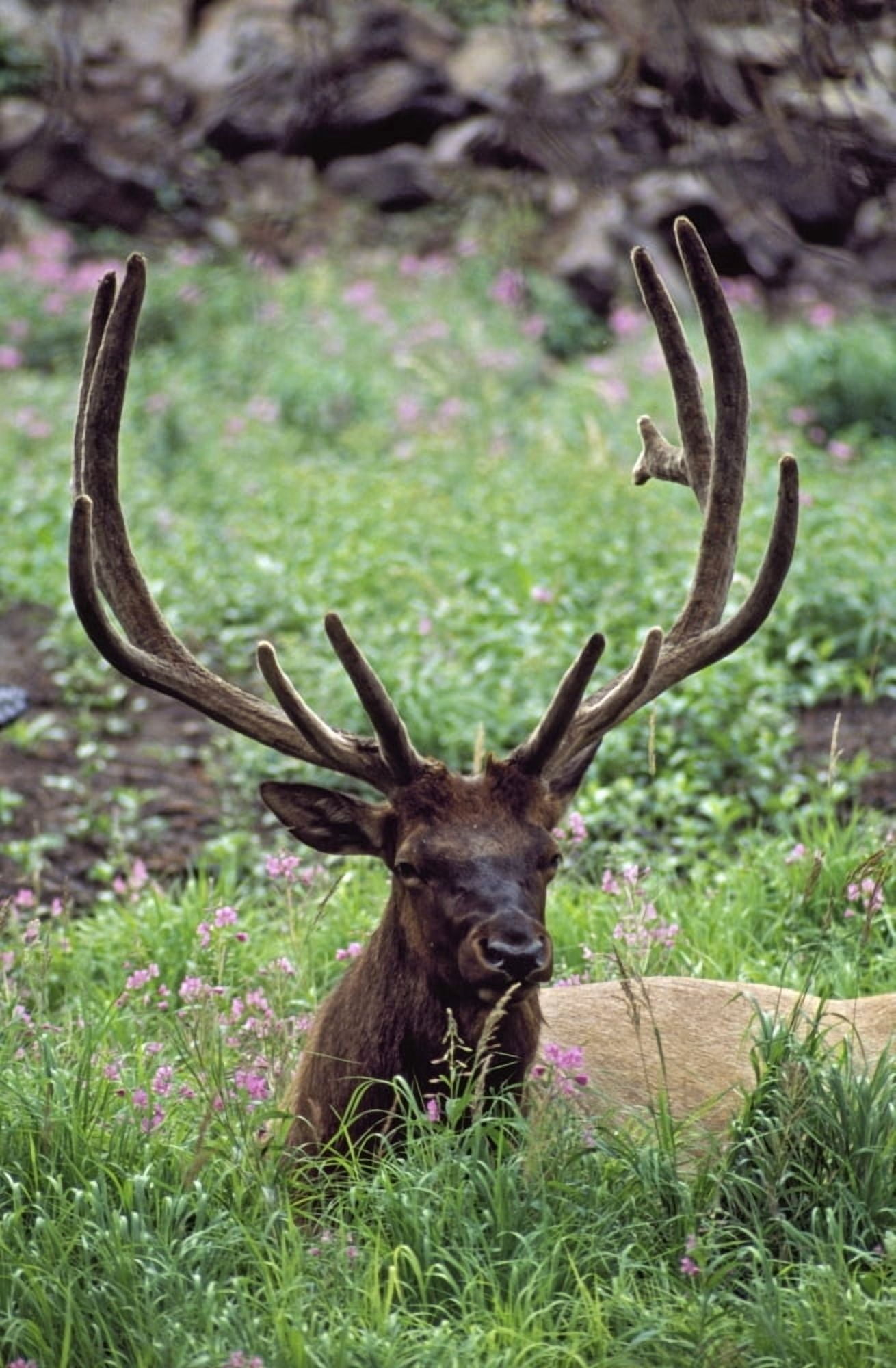 Bull Elk Resting In Alpine Meadow With Antlers In Velvet Yellowstone National Park Wyoming Usa Canvas Art - David Ponton Design Pics (12 x 19)