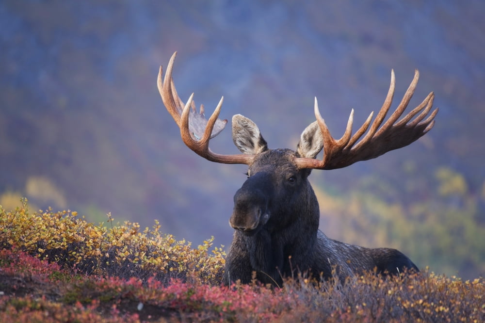 Bull Moose Bedded Down During Autumn Powerline Pass Chugach State Park Chugach Mountains Alaska Canvas Art - Milo Burcham Design Pics (17 x 11)