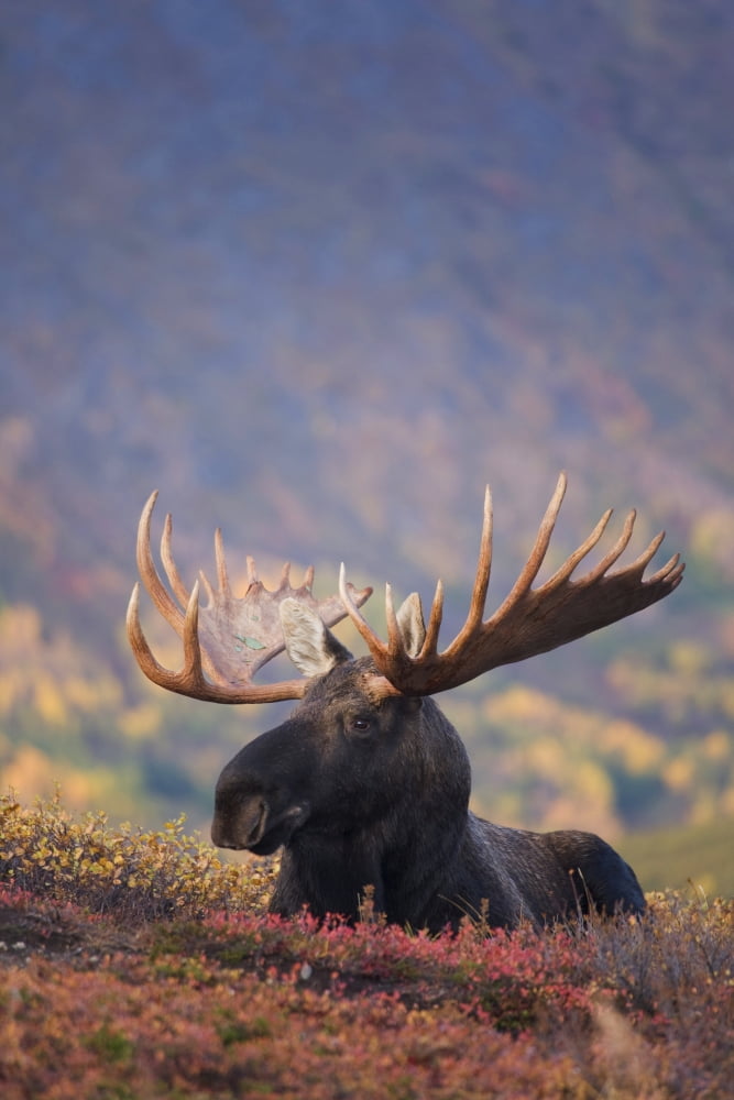 Bull Moose Bedded Down During Autumn Powerline Pass Chugach State Park Chugach Mountains Alaska Canvas Art - Milo Burcham Design Pics (22 x 34)