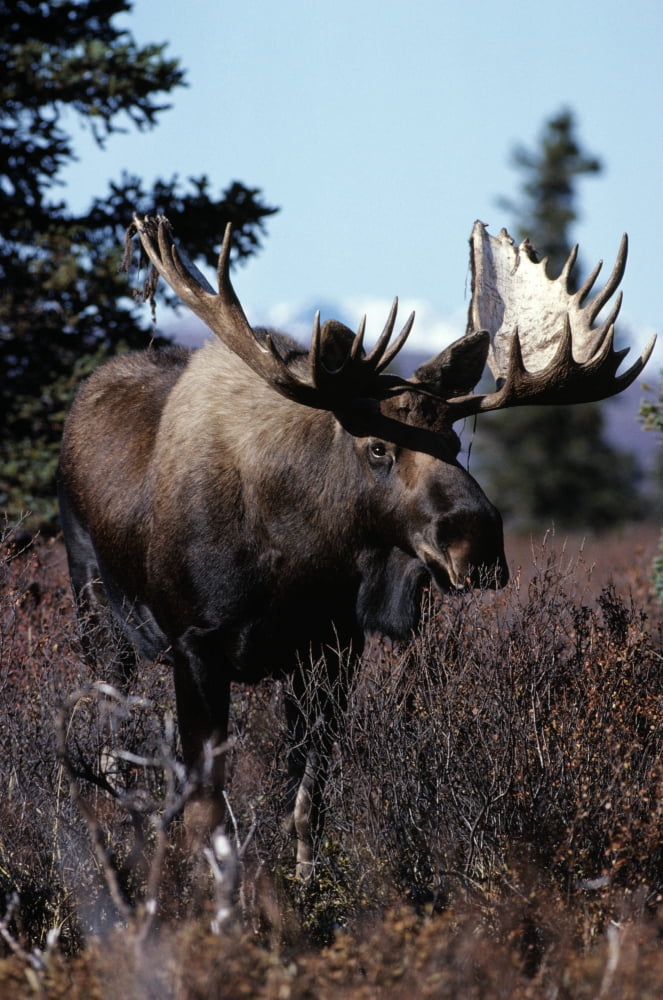 Bull Moose Canvas Art - Natural Selection Bill Byrne Design Pics (12 x 18)