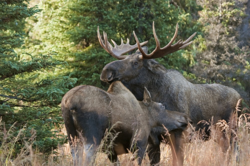Bull Moose And Cow Nuzzle During Rutting Season In The Chugach Mountains Near Anchorage Southcentral Alaska Autumn Canvas Art - Lynn Wegener Design Pics (34 x 22)