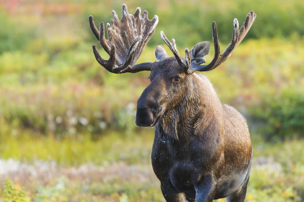 Bull Moose Dripping Water And Amongst Colorful Tundra Denali National Park In AutumnAlaska Usa Canvas Art - Michael DeYoung Design Pics (17 x 11)