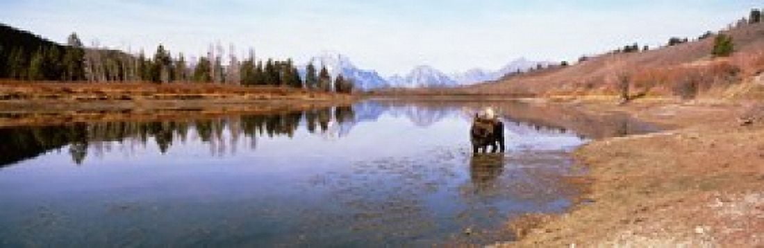 Bull Moose Grand Teton National Park WY USA Canvas Art - Panoramic Images (18 x 6)