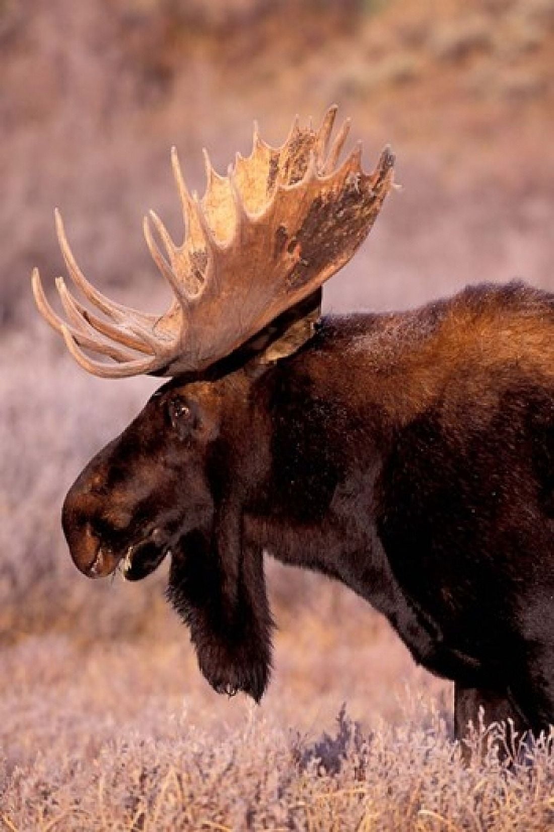 Bull Moose Grand Teton National Park Wyoming Canvas Art - Art Wolfe DanitaDelimont (24 x 36)