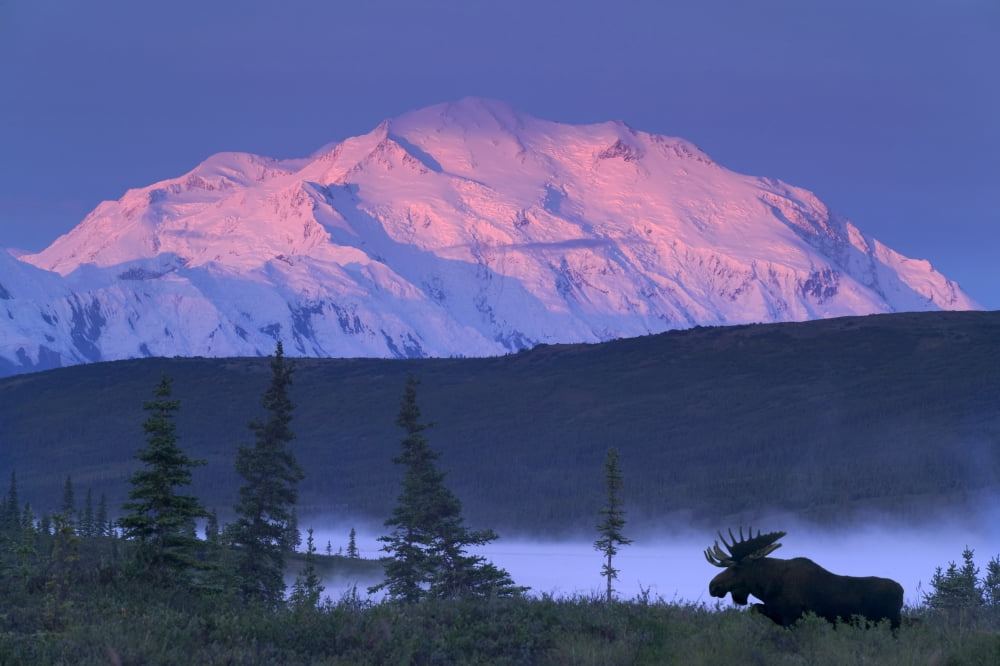 Bull Moose Grazing In Early Morning Near Wonder Lake WAlpenglow On Mt Mckinley Denali Nat Park Composite Canvas Art - Michael DeYoung Design Pics (34 x 22)