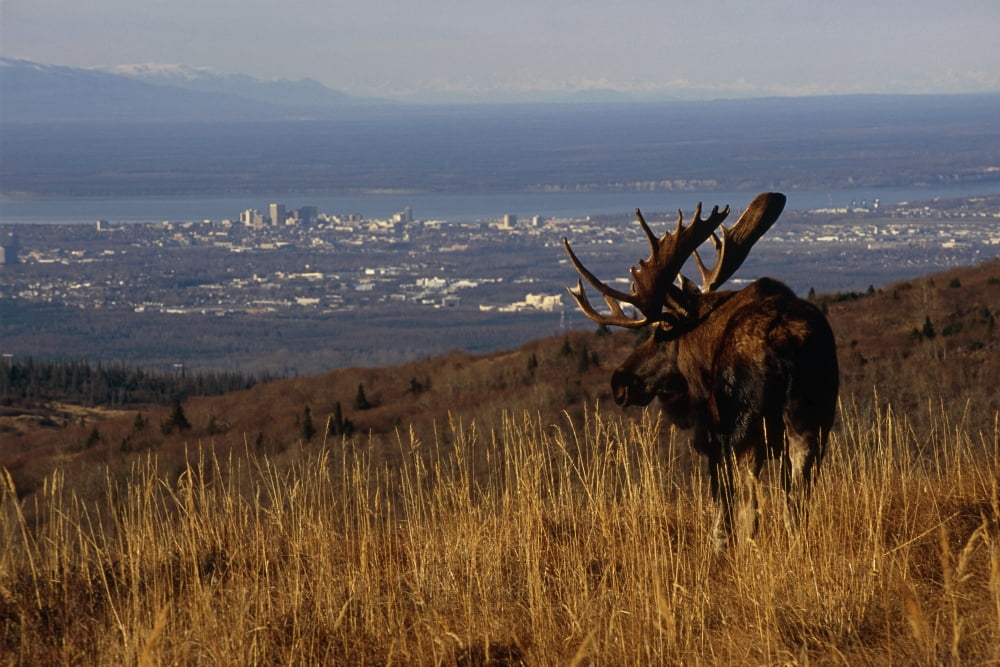 Bull Moose Grazing & Resting On Hillside Above Anchorage Chugach State Park Southcentral Ak Autumn Canvas Art - Eberhard Brunner Design Pics (17 x 11)
