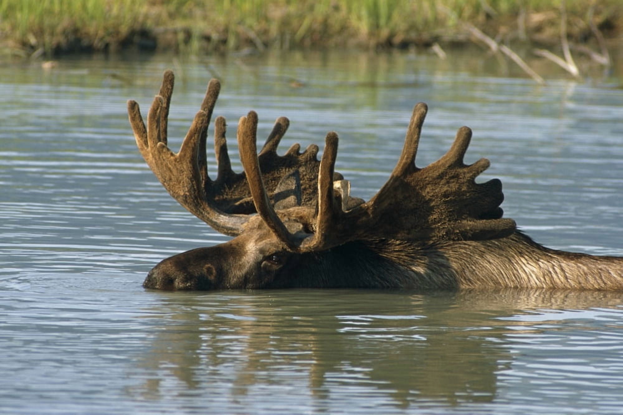 Bull Moose In Deep Pond Captive Sc Alaska Summer Canvas Art - Doug Lindstrand Design Pics (17 x 11)