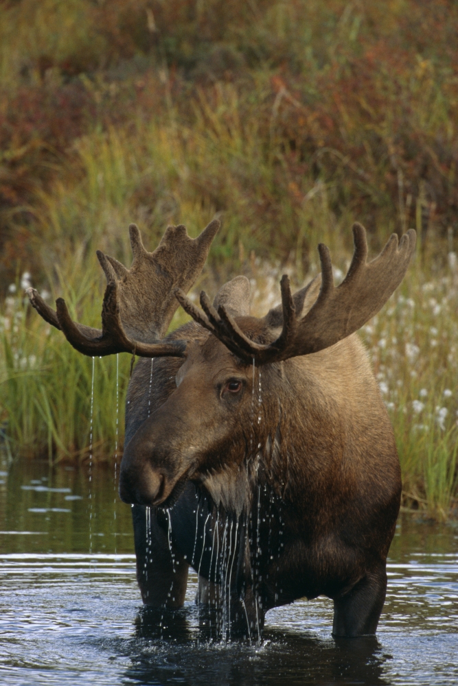 Bull Moose In Pond Near Eielson Visitor Center Ak In Denali Np Summer Canvas Art - Harry M Walker Design Pics (11 x 17)