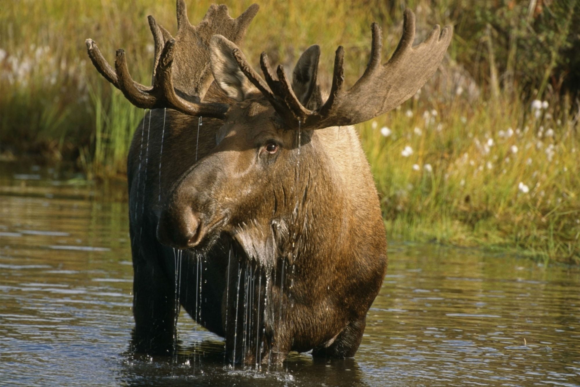 Bull Moose In Pond Near Eielson Visitor Center Ak In Denali Np Summer Canvas Art - Harry M Walker Design Pics (17 x 11)