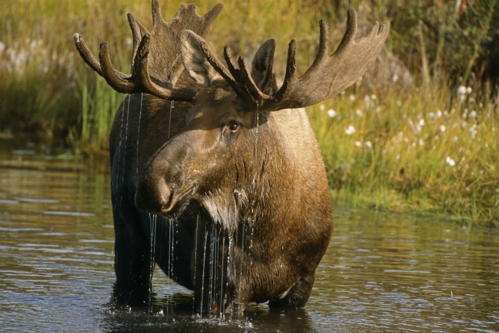 Bull Moose In Pond Near Eielson Visitor Center Ak In Denali Np Summer Canvas Art - Harry M Walker Design Pics (34 x 22)