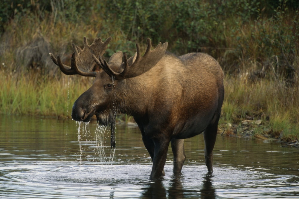 Bull Moose In Pond Near Eielson Visitor Center Ak In Denali Np Summer Canvas Art - Harry M Walker Design Pics (34 x 22)