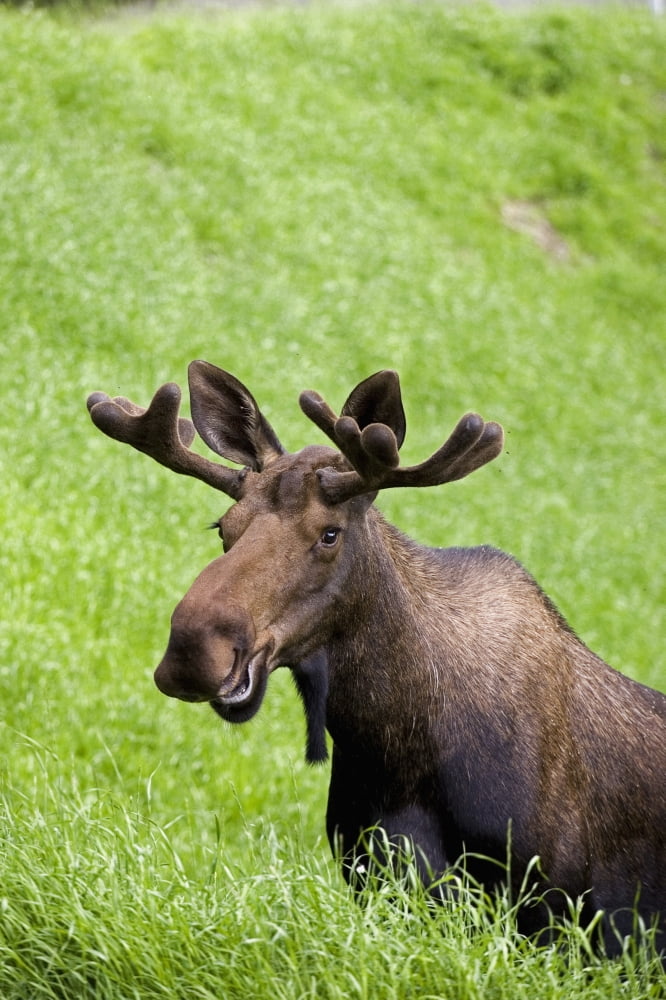 Bull Moose In Velvet Feeding On Spring Grass Anchorage Alaska Sc Summer Canvas Art - John Delapp Design Pics (22 x 34)