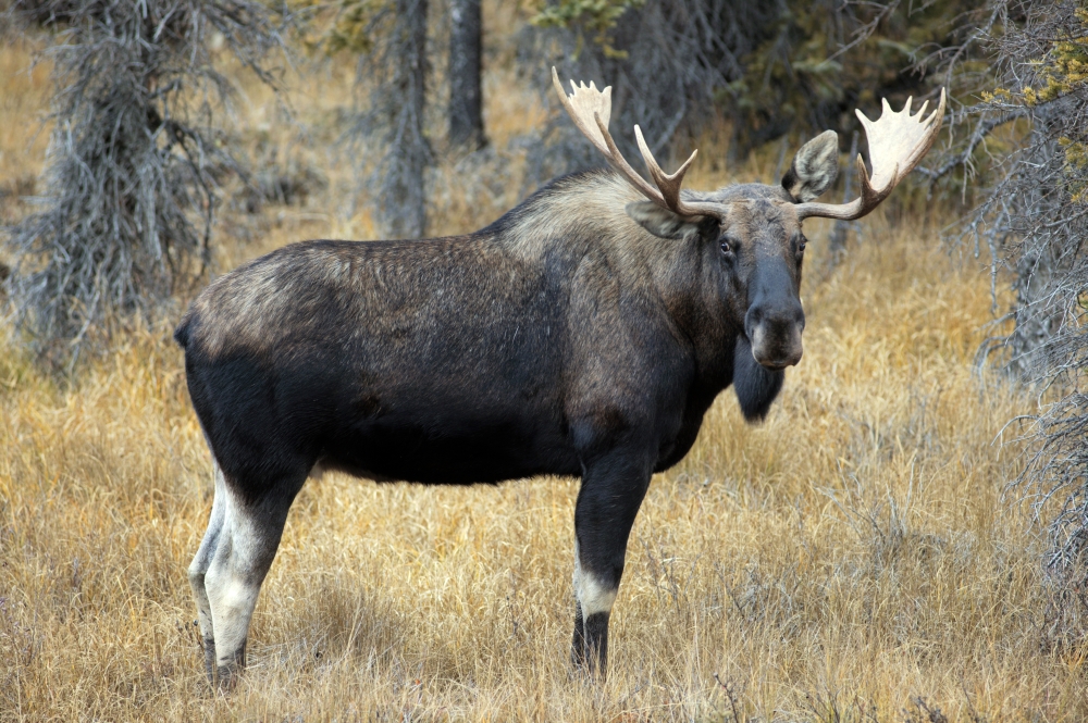 Bull Moose Peter Lougheed Provincial Park Alberta Canada Canvas Art - Darwin Wiggett Design Pics (17 x 11)
