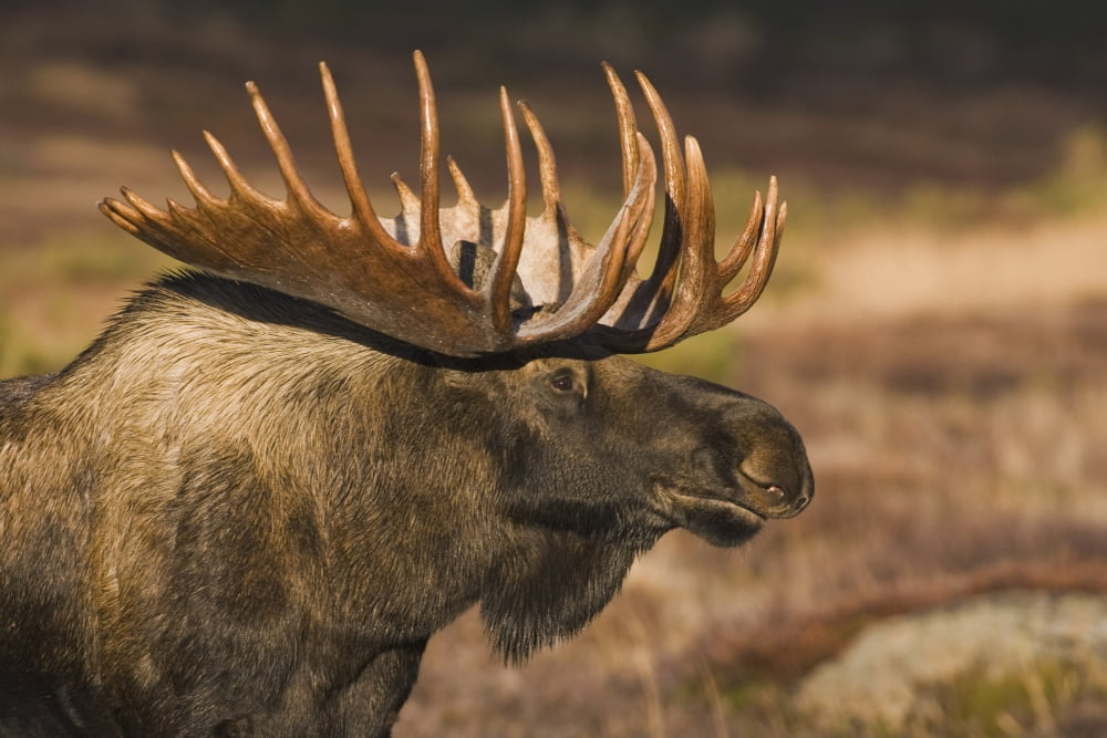 Bull Moose Profile At Sunrise Along Powerline Pass Chugach State Park Chugach Mountains Alaska Canvas Art - Milo Burcham Design Pics (19 x 12)