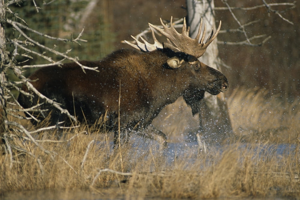 Bull Moose Runs Through Water Spashling Captive Ak Sc Autumn Canvas Art - Doug Lindstrand Design Pics (17 x 11)