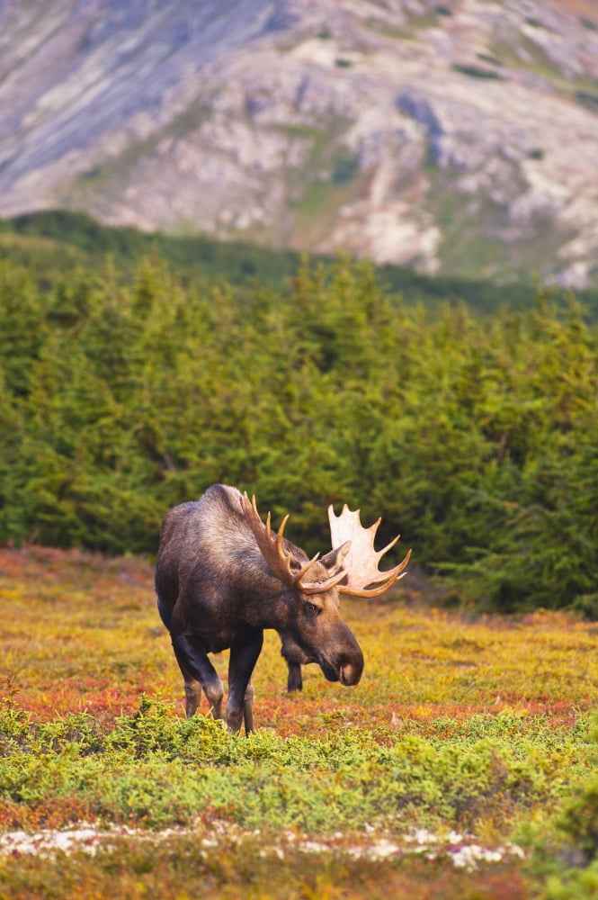A Bull Moose In Rut Standing In A Wooded Area Near Powerline Pass In Chugach State Park Anchorage Southcentral Alaska Autumn Canvas Art - Michael Jones  Design Pics (12 x 19)
