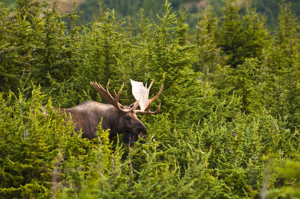 A Bull Moose In Rut Standing In A Wooded Area Near Powerline Pass In Chugach State Park Anchorage Southcentral Alaska Autumn Canvas Art - Michael Jones Design Pics (34 x 22)