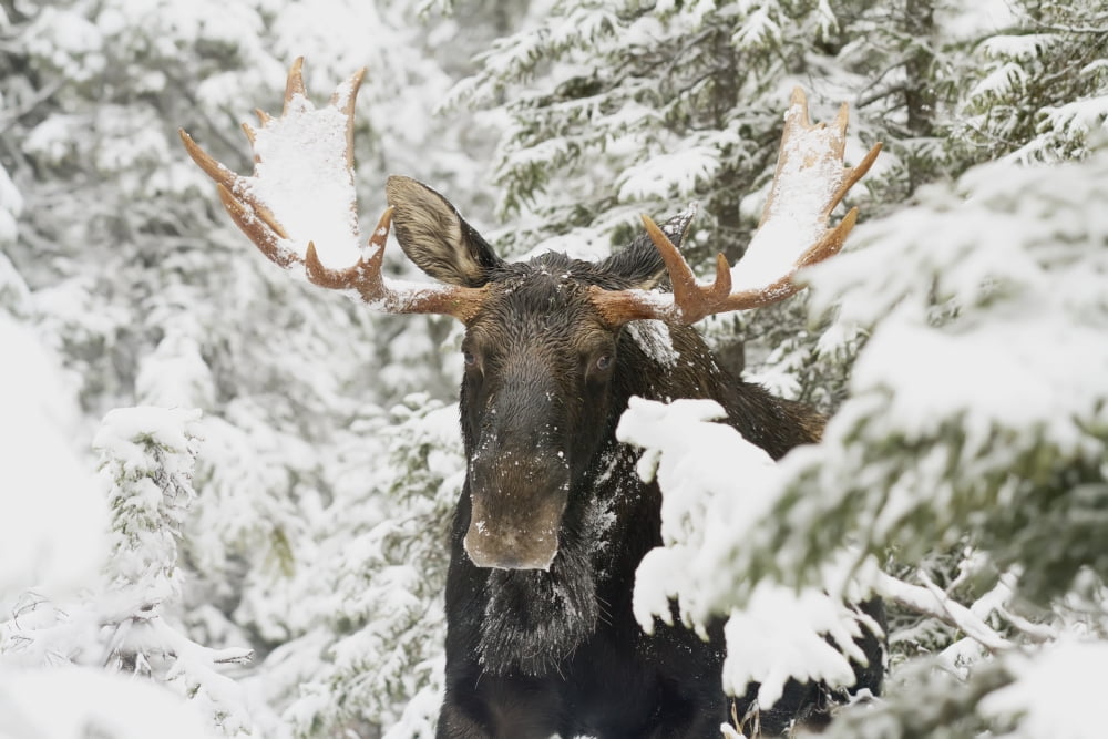 Bull Moose Standing Among Snow Covered Trees In Gaspesie National Park Quebec Canada Canvas Art - Philippe Henry Design Pics (19 x 12)