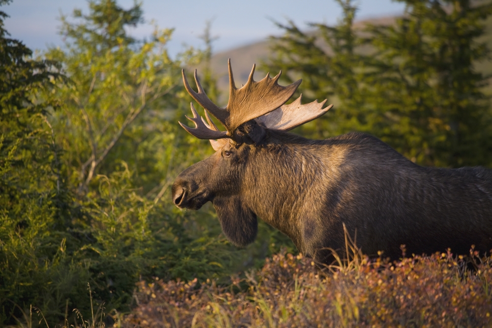 Bull Moose Standing In Afternoon Light Chugach Mountains Southcentral Alaska Canvas Art - John Mahan Design Pics (19 x 12)