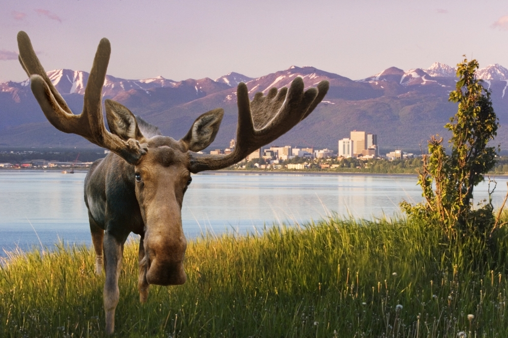 Bull Moose Standing In Front Of View Of Anchorage Skyline Summer Southcentral Alaska Composite Canvas Art - Composite Image Design Pics (17 x 11)