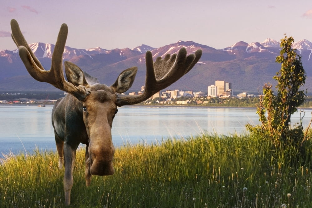 Bull Moose Standing In Front Of View Of Anchorage Skyline Summer Southcentral Alaska Composite Canvas Art - Composite Image  Design Pics (34 x 22)