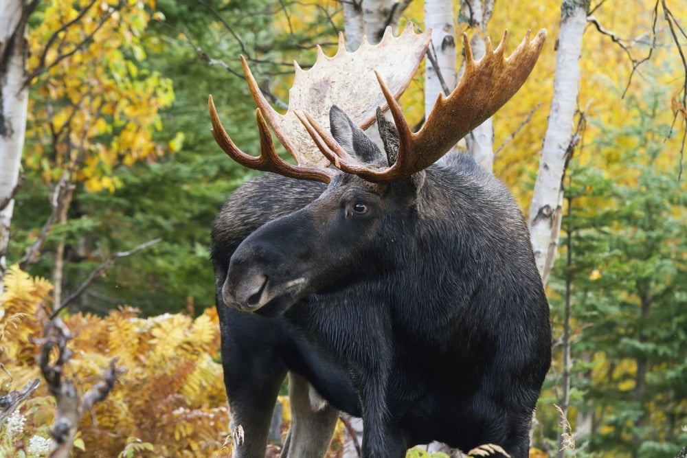 Bull Moose Standing In The Forest During The Rut In Gaspesie National Park Quebec Canada Canvas Art - Philippe Henry  Design Pics (19 x 12)