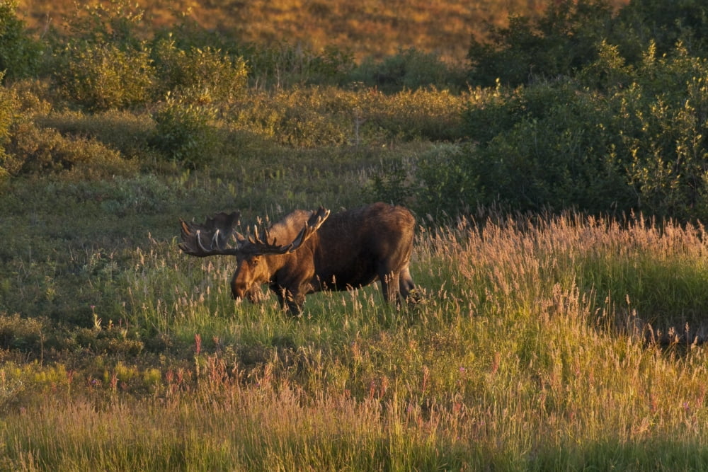 Bull Moose Stands On Fall-Colored Tundra At Sunset In Denali National Park Interior Alaska Autumn Canvas Art - Ron Sanford Design Pics (34 x 22)