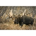 thumbnail image 1 of Bull Moose Walking Through Chugach State Park On The Anchorage Hillside In Southcentral Alaska by Tom Soucek / Design Pics, 1 of 3