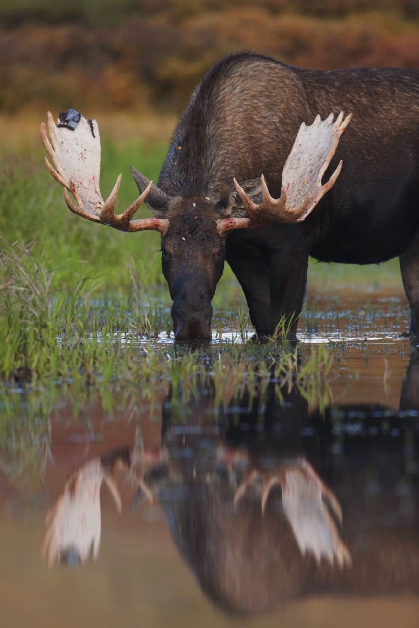 Bull Moose Walks Through A Pond In Denali National Park Interior Alaska Canvas Art - Milo Burcham Design Pics (12 x 18)
