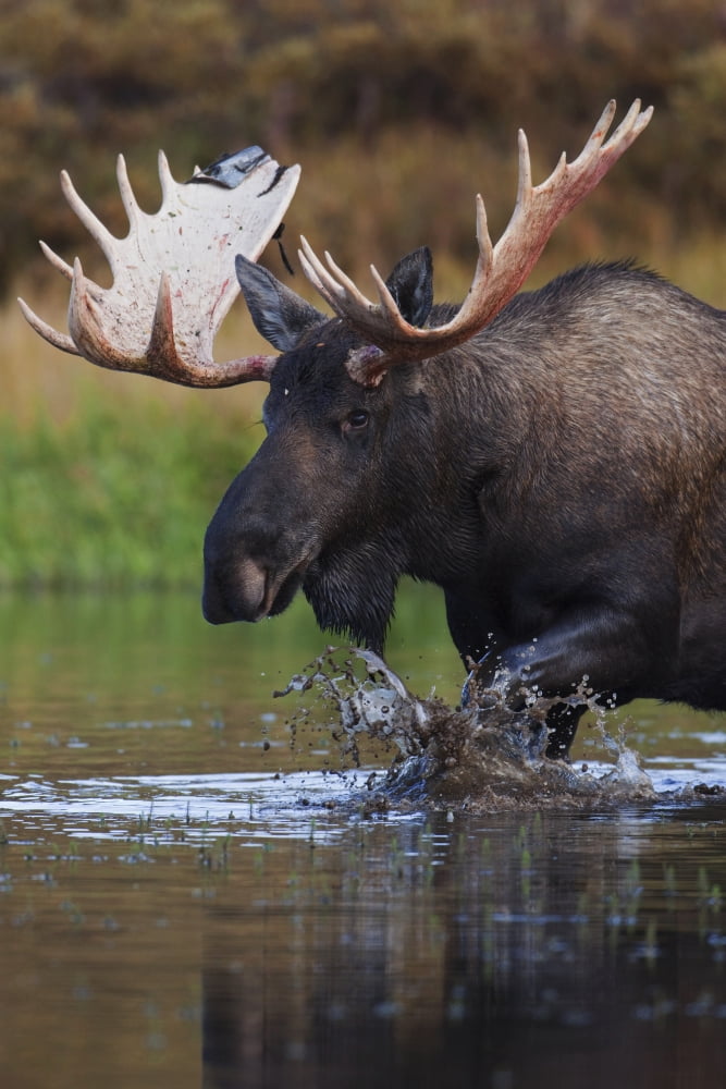 Bull Moose Walks Through A Pond In Denali National Park Interior Alaska Canvas Art - Milo Burcham Design Pics (22 x 34)