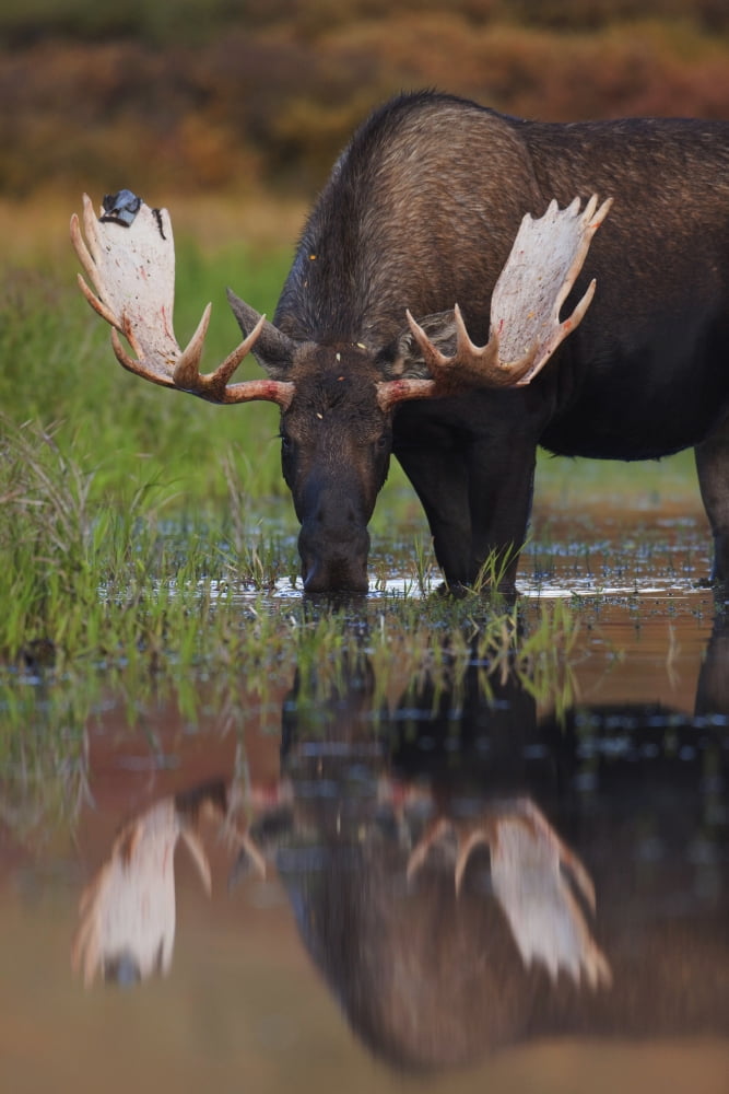 Bull Moose Walks Through A Pond In Denali National Park Interior Alaska Canvas Art - Milo Burcham Design Pics (24 x 36)