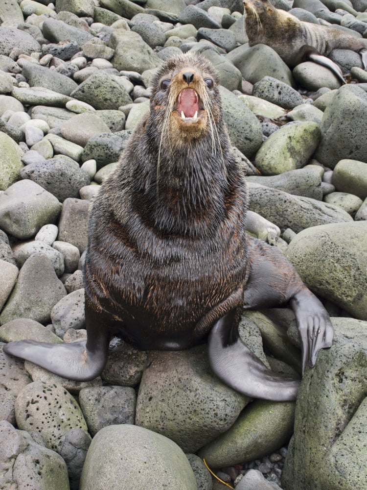 Bull Northern Fur Seal Holding Territory In Breeding Rookery St Paul Island Southwest Alaska Summer Canvas Art - John Gibbens Design Pics (24 x 34)