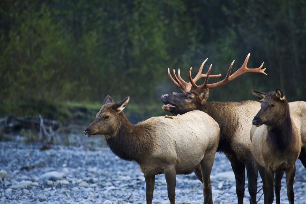 Bull Roosevelt Elk bugling with two cows Washington United States of America Canvas Art - John Mahan Design Pics (19 x 12)