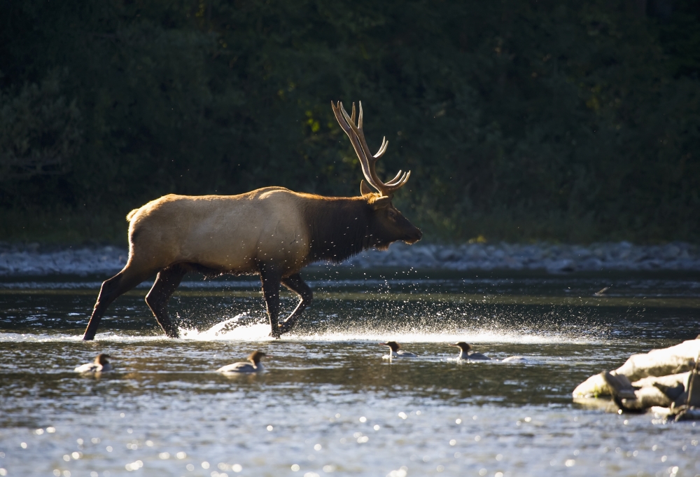 Bull Roosevelt elk (Cervus canadensis roosevelti) crossing river with mergansers in the foreground Washington United States of America Canvas Art - John Mahan Design Pics (36 x 24)