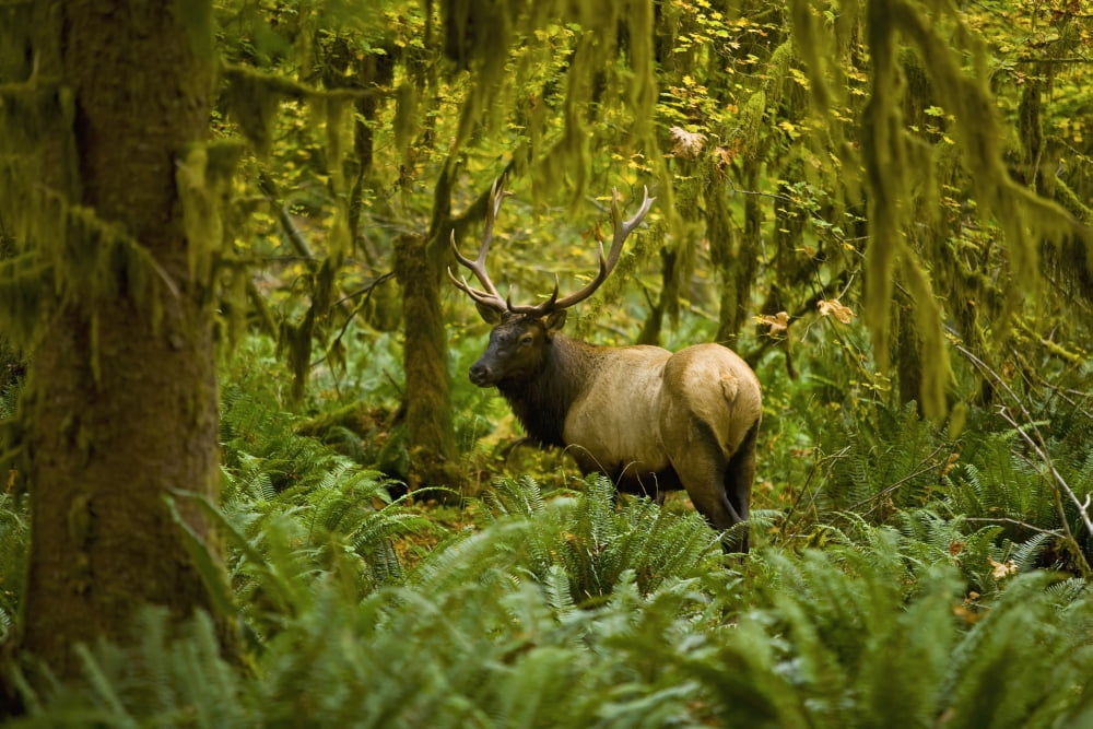 Bull Roosevelt elk (Cervus canadensis roosevelti) framed by rainforest foliage Washington United States of America Canvas Art - John Mahan Design Pics (19 x 12)